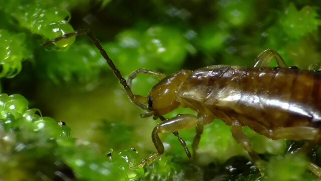 Ohrwurm ( (Dermaptera)  am Waldboden
