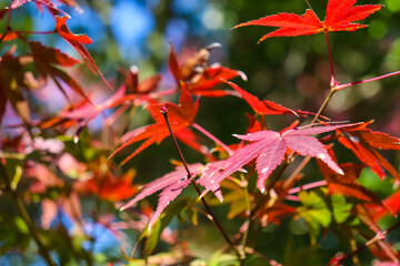 秋 もみじ 赤い 鮮やか グリーン 日本庭園 綺麗