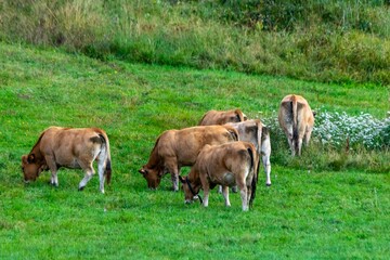 flock of aubrac cows in pasture