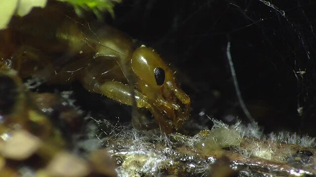 Ohrwurm ( (Dermaptera)  am Waldboden