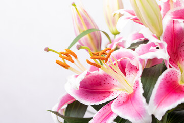 Fototapeta na wymiar Fresh lily on white background