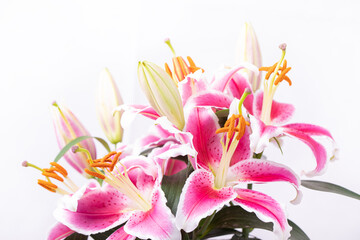 Obraz na płótnie Canvas Fresh lily on white background