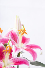 Fresh lily on white background