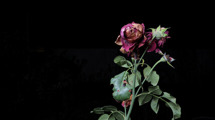dried pink rose on black, rose on black, pink rose on black background