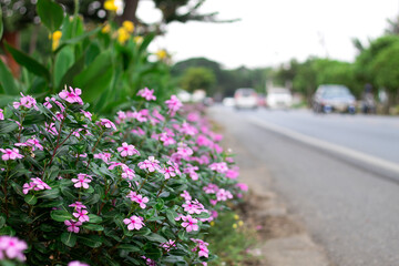 Pink flowers on the side of the road, Focus on shooting pink flowers