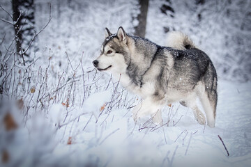 dog in frosty snow in winter, alaskan malamute