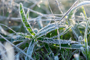 Green grass in frost. Beautiful bright background of the first morning frosts. Macrophotography of icicles of frost on leaves. Concept of the arrival of winter and the first frosts. Copy space