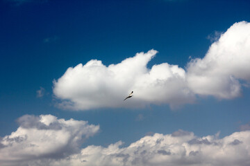 Seagull fly under beautifull white clouds.
