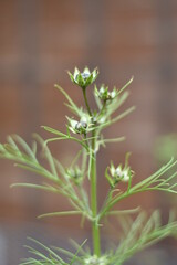 Schmuckkörbchen - Knospen