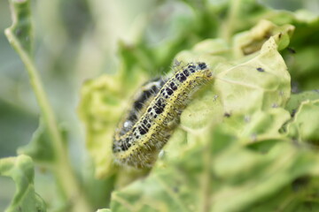 Raupe des Kohlweißlings