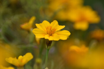 Blühende kleinblütige Tagetes (Tagetes tenuifolia)