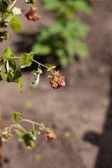 large vertical photo. Nature. Ecology. Summer time. Environment. Cultivated plants. Harvest. Raspberry berries. Sick plant. Crooked pink berries. Spoiled raspberries. Parasites on plants.