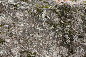 Natural boulder covered with gray lichen and green moss. Stone granite texture.