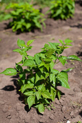 large horizontal photo. Nature. Ecology. Summer time. Environment. Cultivated plants. Future harvest. Green raspberry bush without berries. Berry cultivation.