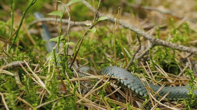 Grass Snake crawls in vibrant green grass in the forest, autumn daylight