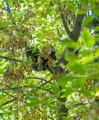black squirrel in the foliage on a tree