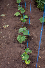 summer time. garden. small green leaves of cucumbers without fruit. seedlings of cucumbers in the greenhouse.