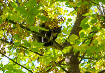 black squirrel in the foliage on a tree
