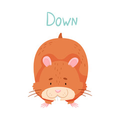 Cute Hamster Raising Paws Down Demonstrating English Verb Vector Illustration