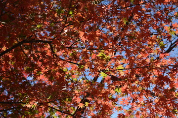 紅葉