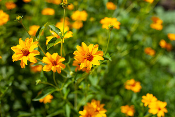 Yellow Daisy Blooming in Garden. large horizontal photo. summer time. Bright yellow marigolds. Close up of a flower border with the colouful flowering Sunflower 'Brown Eyed Girl'