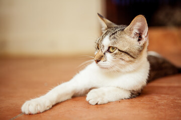 Sweet tabby Cat Lying on the floor chilling