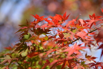 紅葉