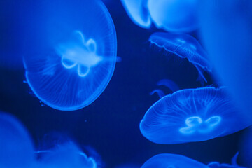Jellyfish swimming in a blue sea