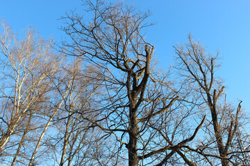 tree oak against blue sky