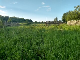 Obraz premium landscape with trees