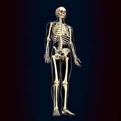 3d illustration of human body skeleton anatomy.