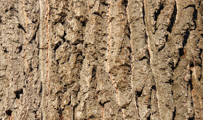 texture of the bark