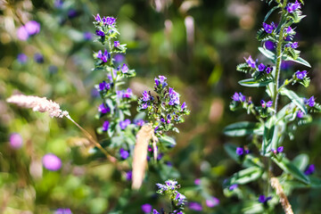 flowers in the field