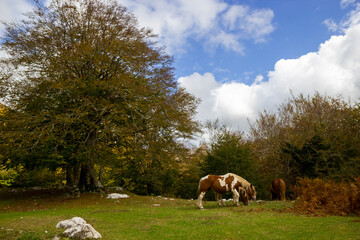 grazing horses in nature in matese park