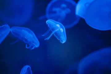 Jellyfish swimming in a blue sea