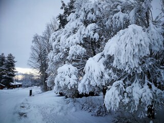 snow covered trees in the mountains