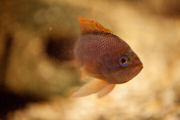 Red orange Fish Swimming in a fish tank