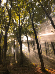 light beam coming from trees, dark forest