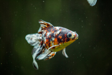 Red orange Fish Swimming in a fish tank