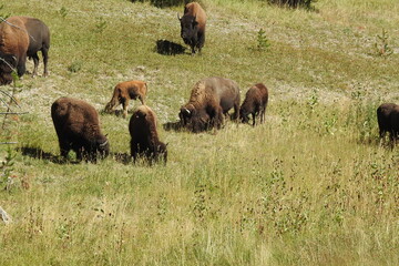 Yellowstone National Park , Buffalo Grazing