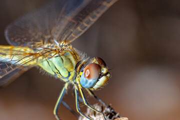 Dragonfly ( sympetrum sp )