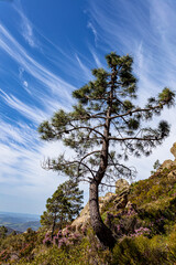 Fototapeta na wymiar Pine (Pinus vulgaris)