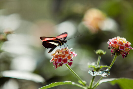 Butterfly sits on a flower