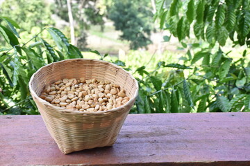 Fototapeta na wymiar Roasted and dried coffee beans in basket with coffee plant and leaves background.
