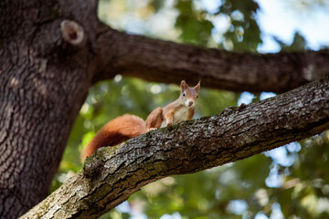 Red Squirrel climbing up a tree in the forest
