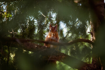 Red Squirrel climbing up a tree in the forest eating nuts