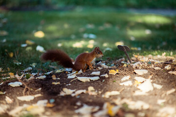 red squirrel loking for and eating nuts in a lawn