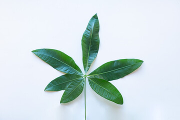bottle tree leaf on white background