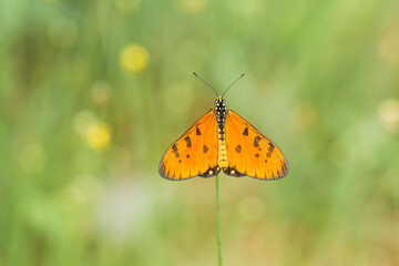 Yellow Butterfly spread  wings