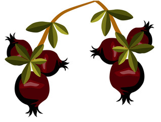 Composition of two branches of pomegranate tree with leaves and fruits on them